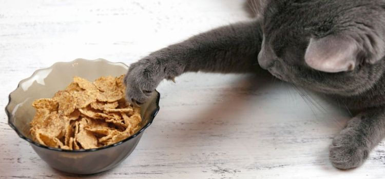 can cats eat plantain chips