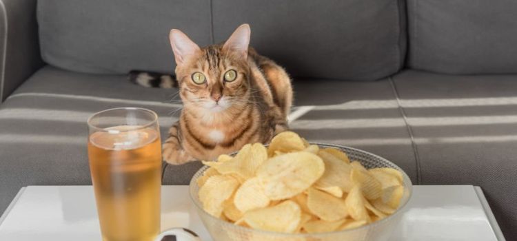 can cats eat plantain chips